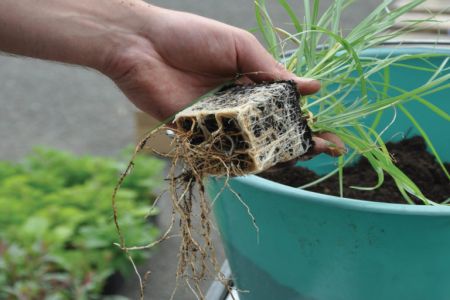 Comment réussir son semis avec Nova-Flore ?